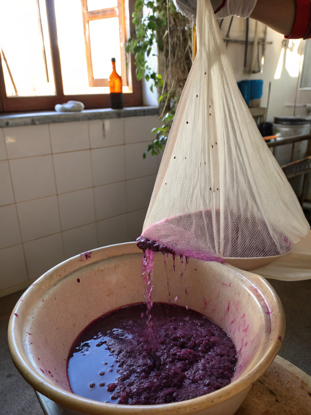 Making grape juice for jelly.